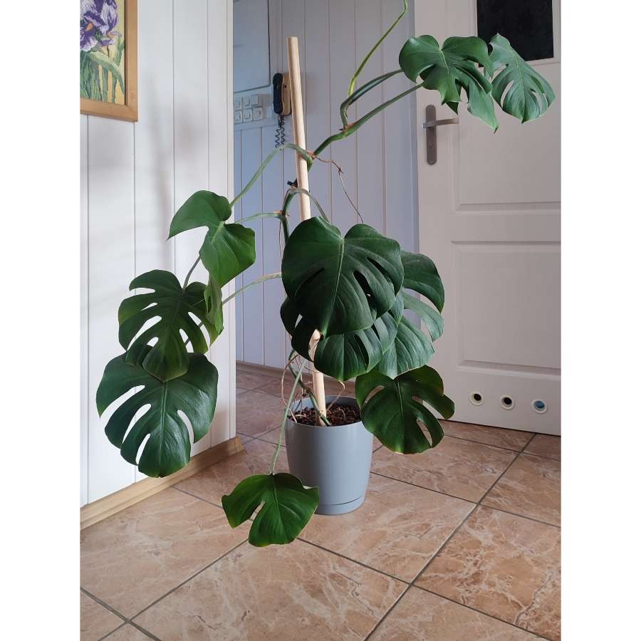 Monstera deliciosa