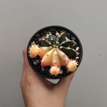 Kaktus variegata