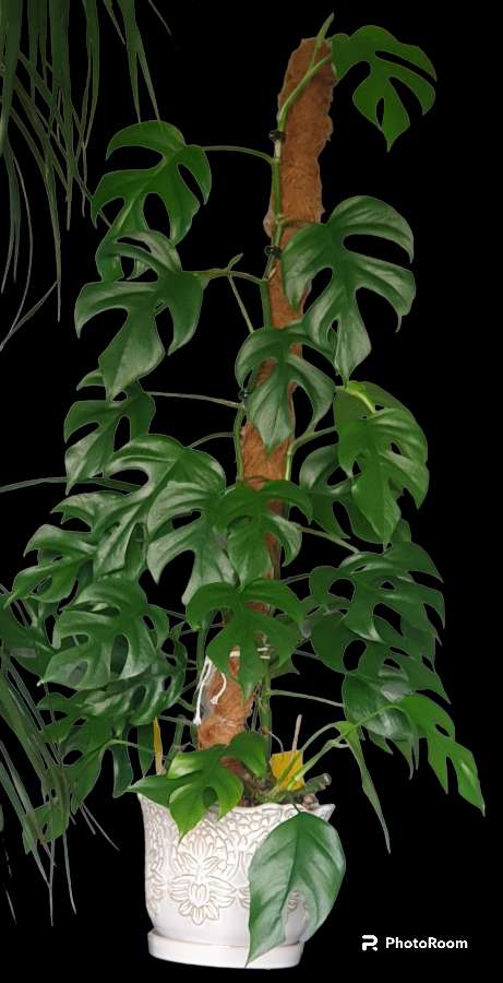Monstera 'Minima' - Rhaphidophora tetrasperma 2