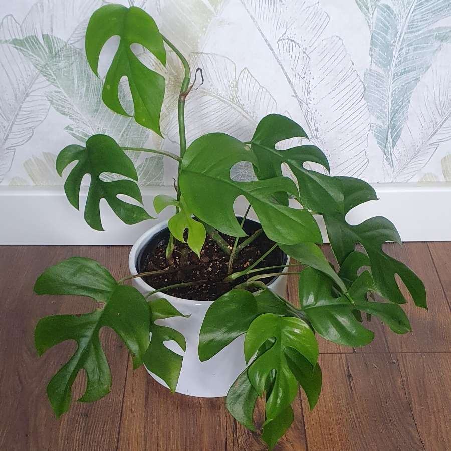 Monstera 'Minima' - Rhaphidophora tetrasperma