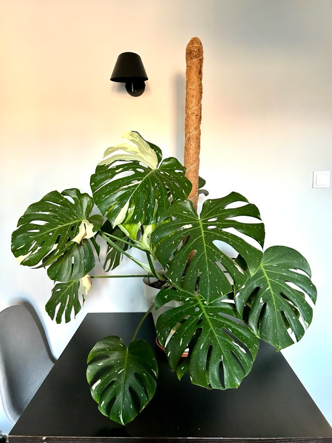 Monstera Thai Constellation 2