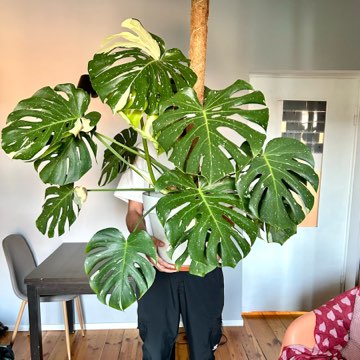 Monstera Thai Constellation