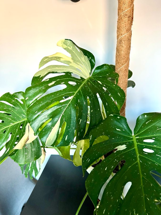 Monstera Thai Constellation 3