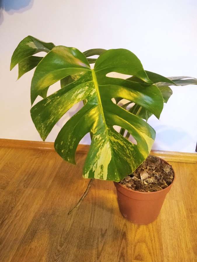 Monstera deliciosa variegata 3