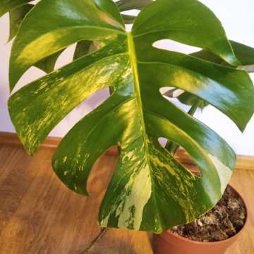 Monstera deliciosa variegata