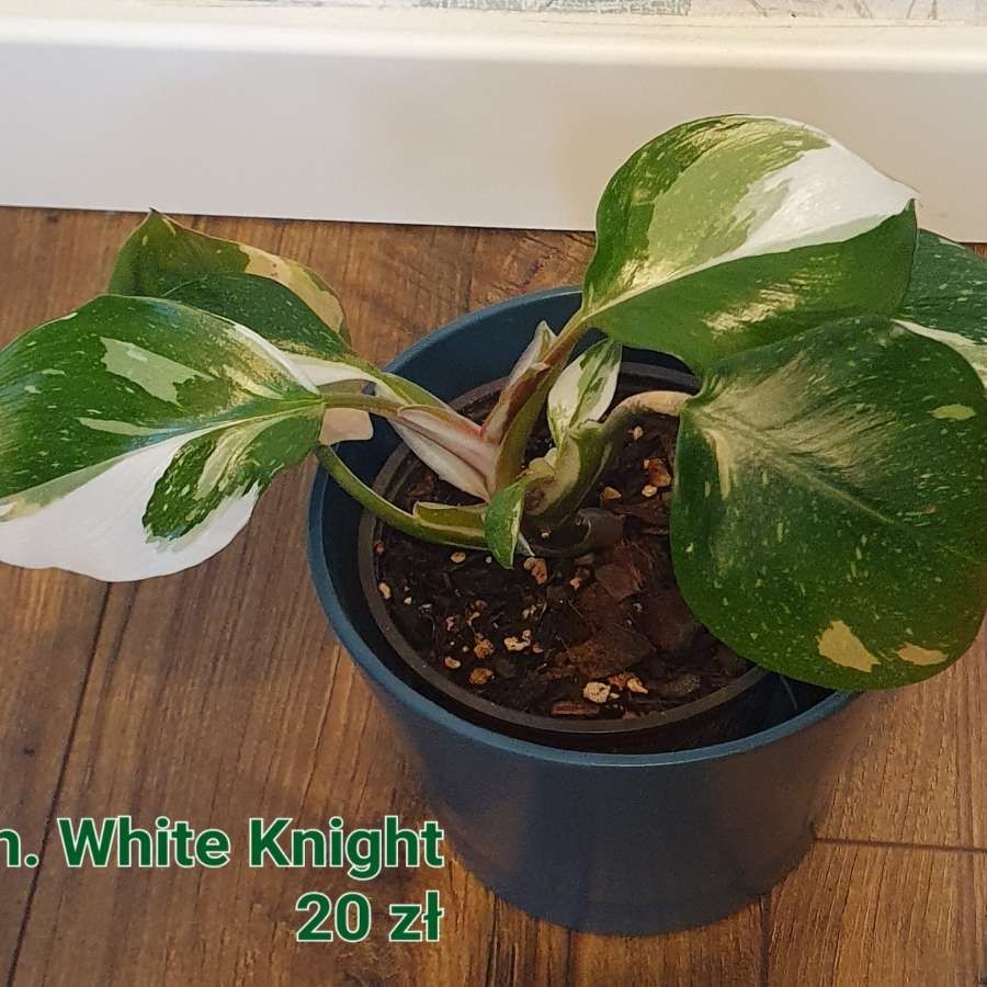 Philodendron White Knight