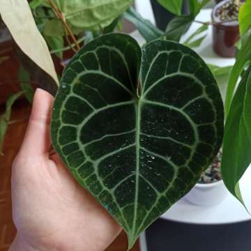 Anthurium Clarinervium