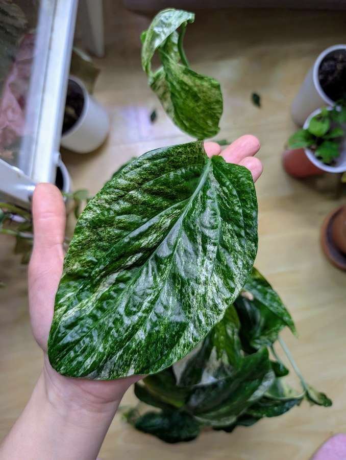 Amydrium medium variegata 3