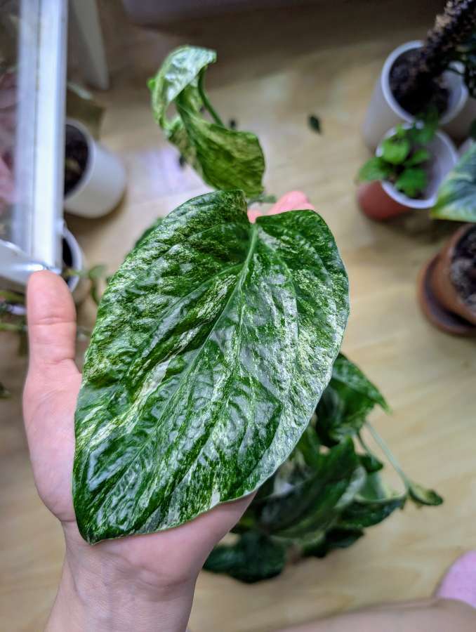 Amydrium medium variegata 2