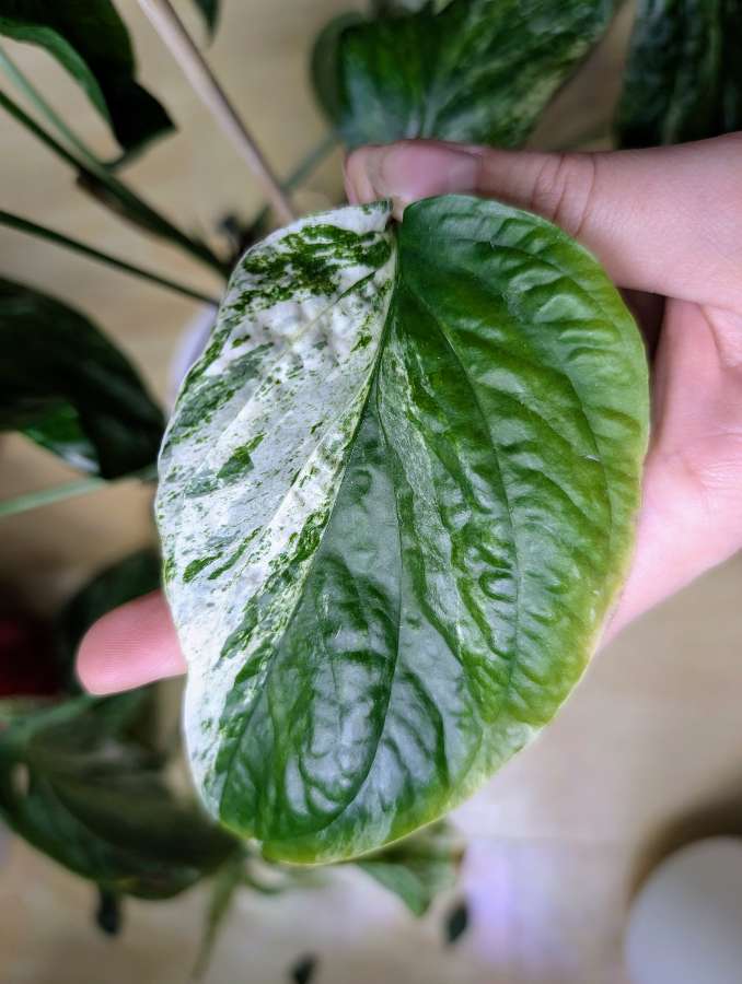 Amydrium medium variegata 5