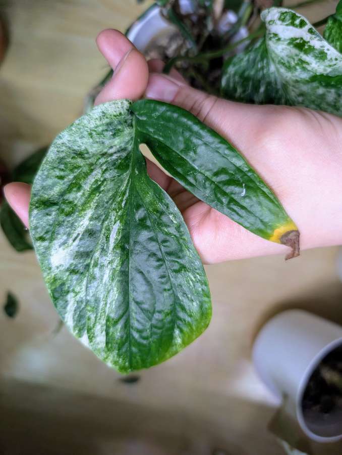 Amydrium medium variegata 4