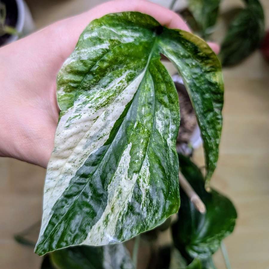 Amydrium medium variegata