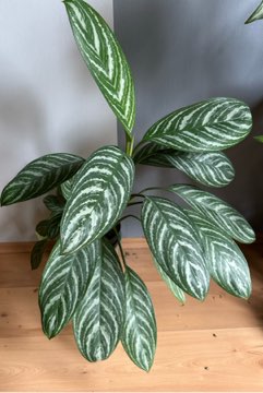 Aglaonema Stripes
