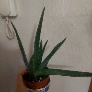 Aloes