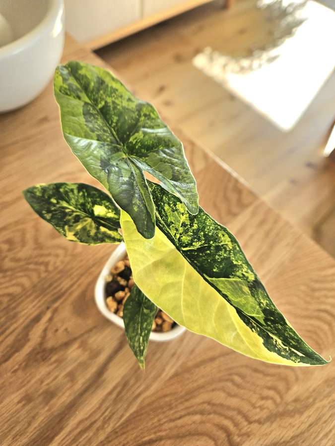 Alocasia simpo Aurea 3