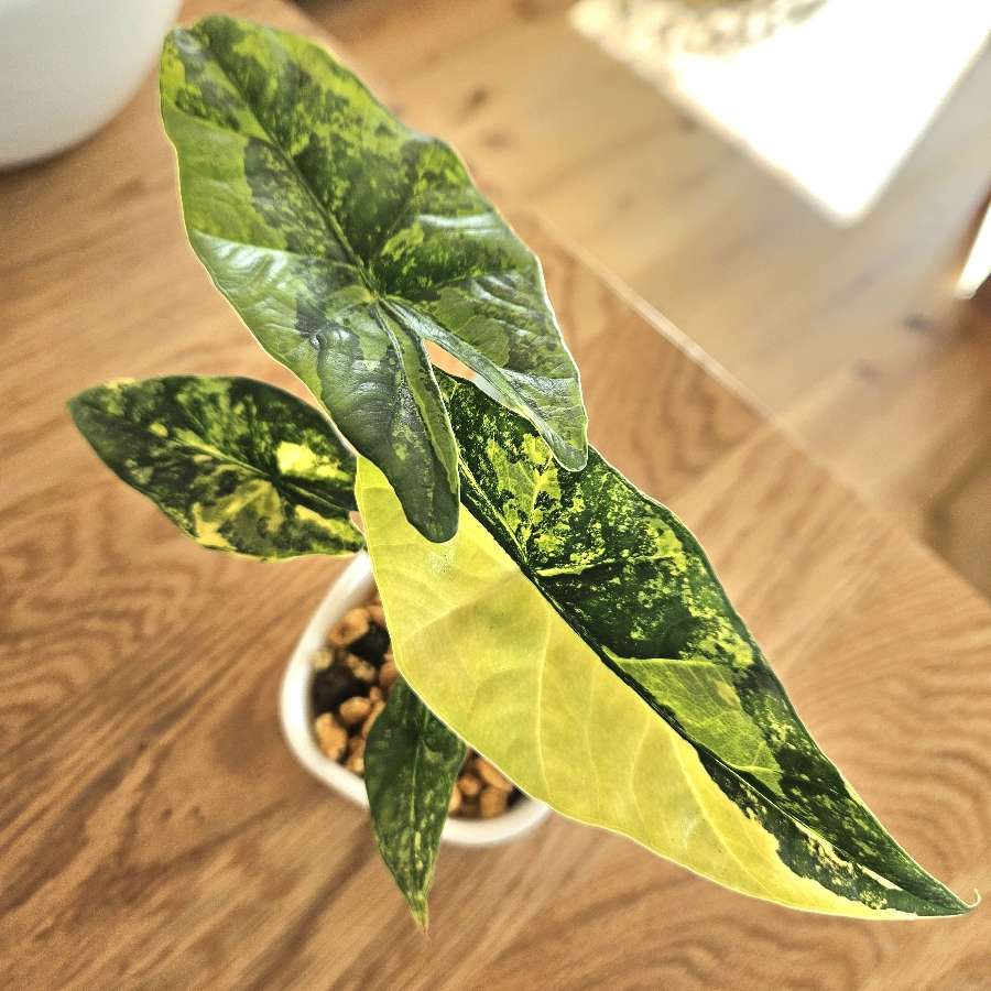 Alocasia simpo Aurea