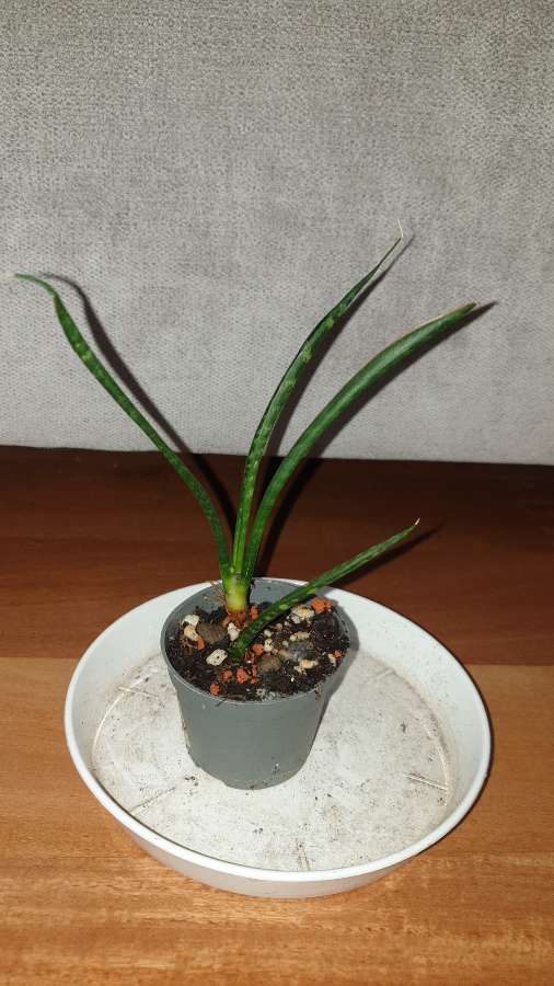 Sansewieria cylindryczna 3