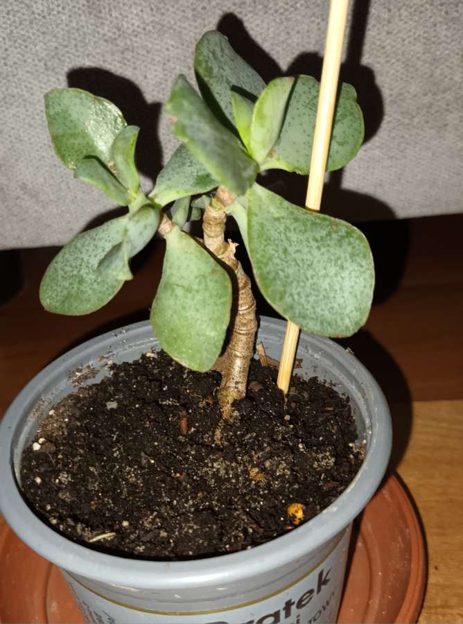 Grubosz Arborescens lub Crassula undulatifolia blue hale 2