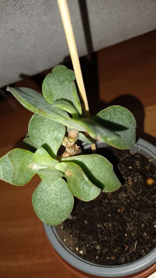 Grubosz Arborescens lub Crassula undulatifolia blue hale 3