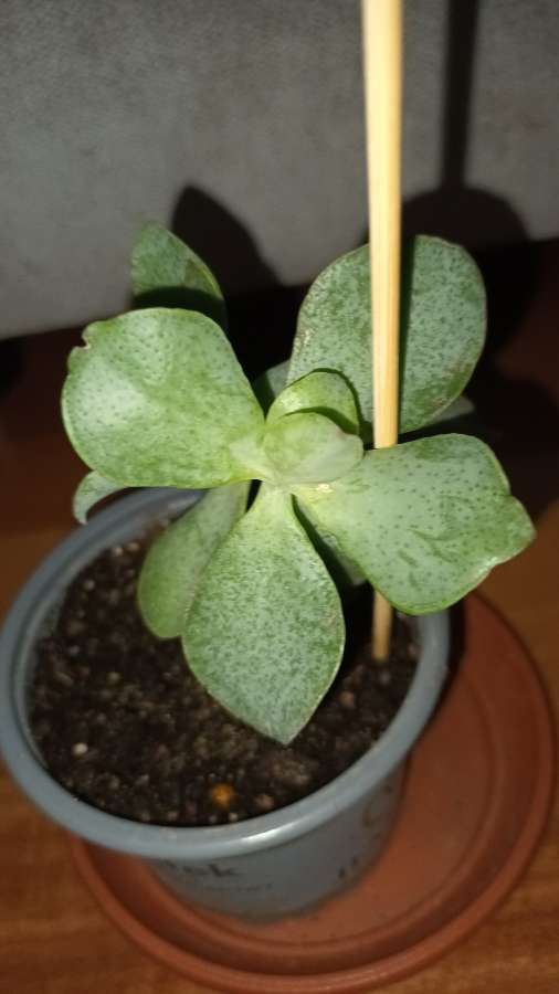 Grubosz Arborescens lub Crassula undulatifolia blue hale 4