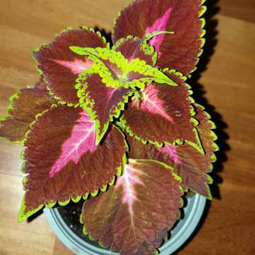 Koleus nr 1