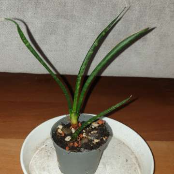 Sansewieria cylindryczna