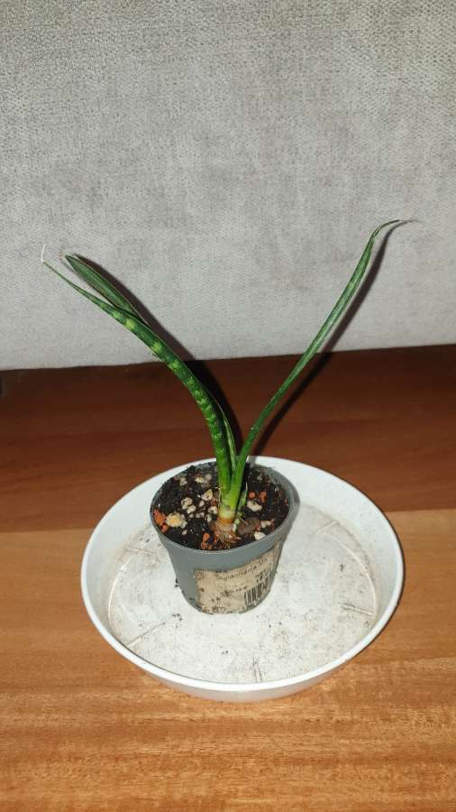 Sansewieria cylindryczna 2