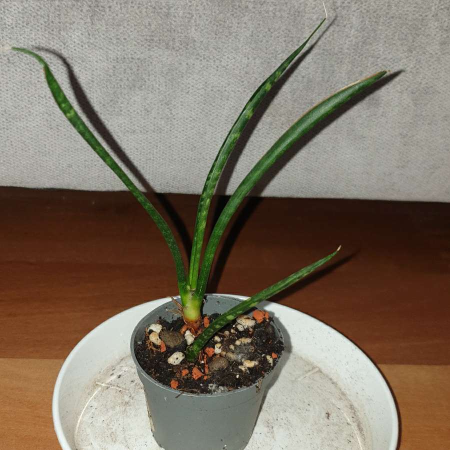 Sansewieria cylindryczna
