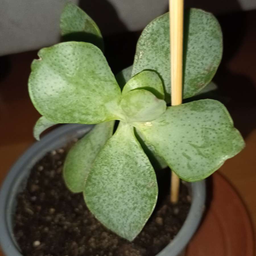 Grubosz Arborescens lub Crassula undulatifolia blue hale