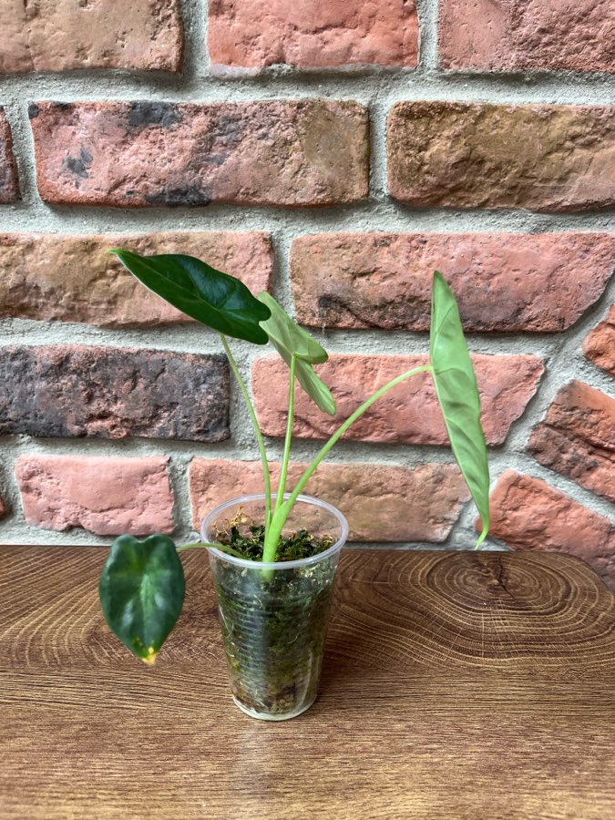 Alocasia Micholitziana Frydek Variegata regres 2