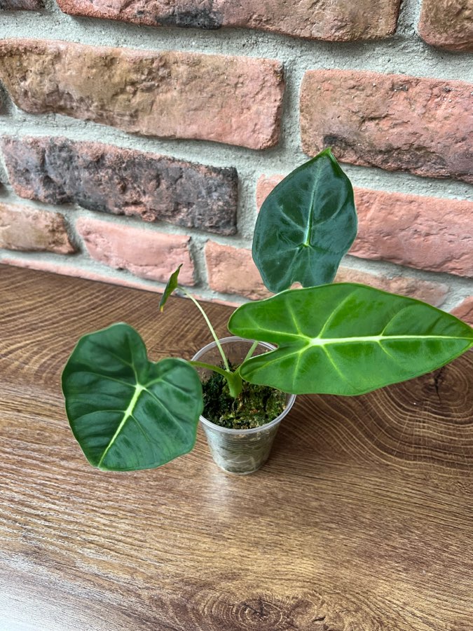Alocasia Micholitziana Frydek Variegata regres 3
