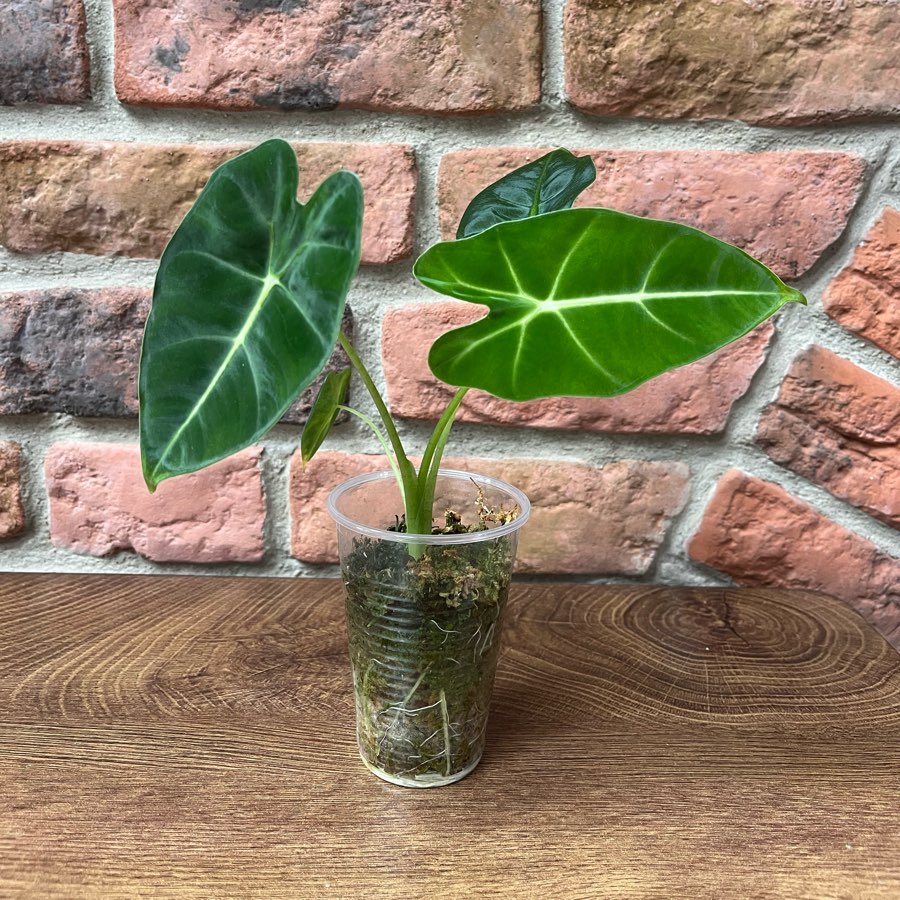 Alocasia Micholitziana Frydek Variegata regres
