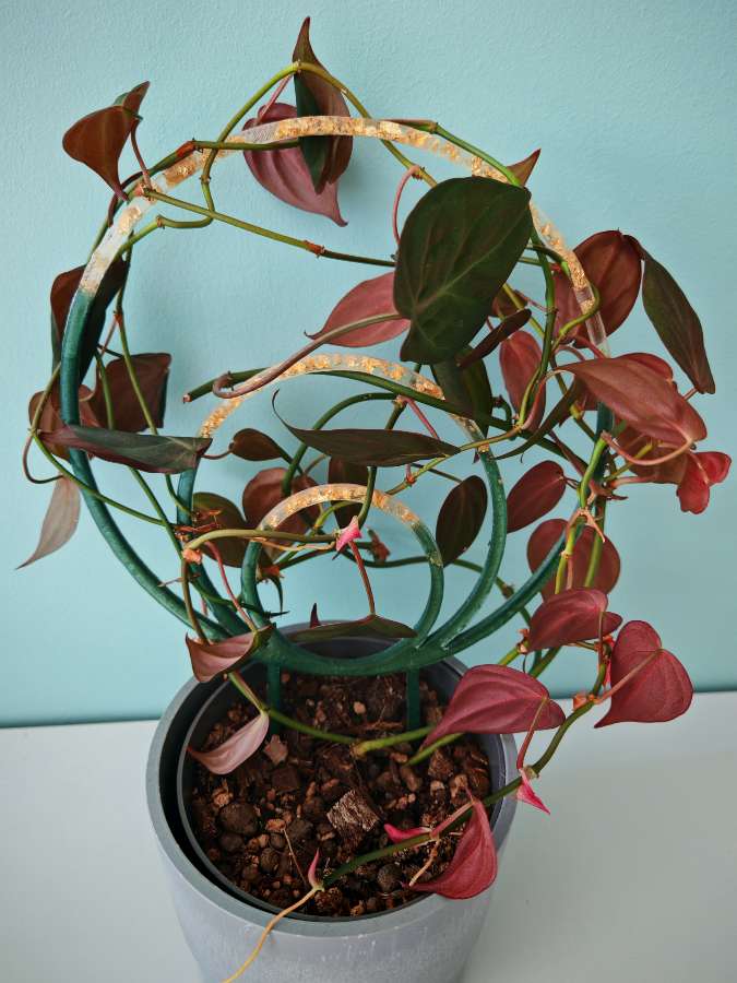 Philodendron scandens micans 3