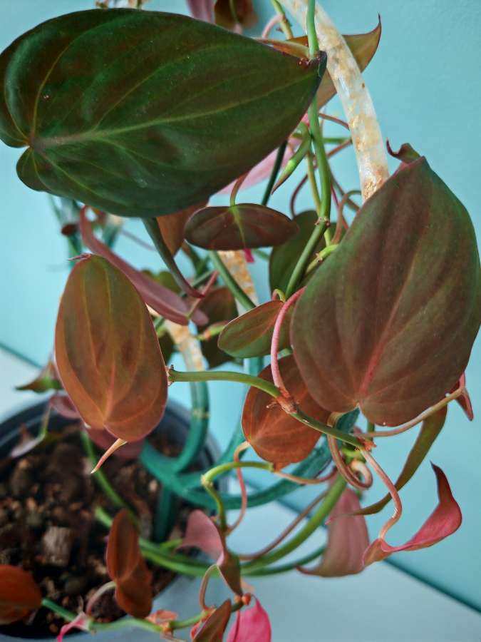 Philodendron scandens micans 4