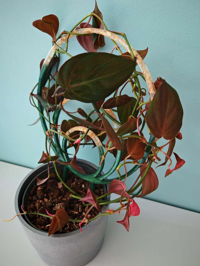 Philodendron scandens micans 2