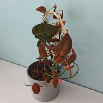 Philodendron scandens micans