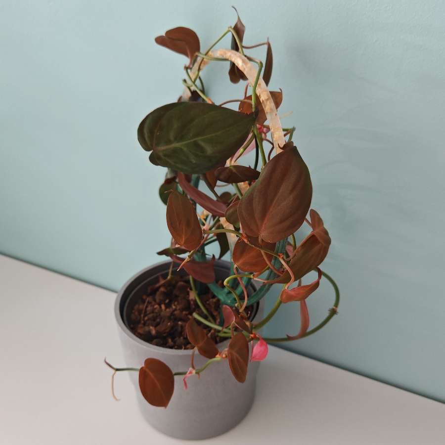 Philodendron scandens micans