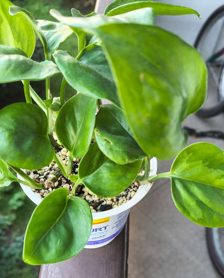 Epipremnum aureum global green 4
