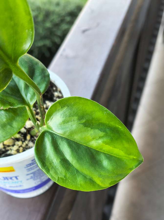 Epipremnum aureum global green 3