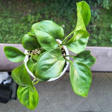 Epipremnum aureum global green