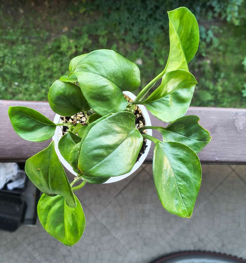 Epipremnum aureum global green 5