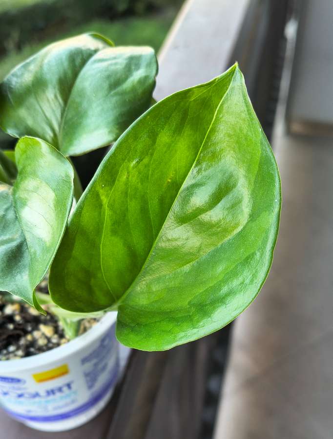 Epipremnum aureum global green 2