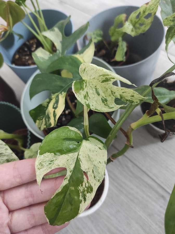 Zestaw roślin tanio + gratis 2