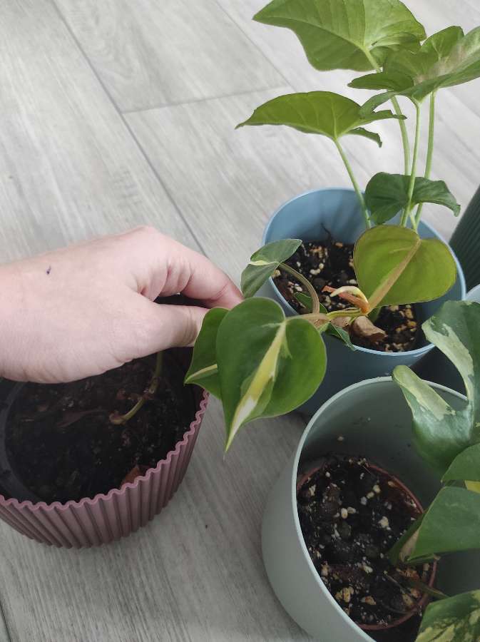 Zestaw roślin tanio + gratis 5