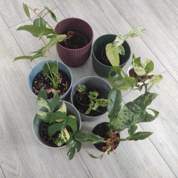 Zestaw roślin tanio + gratis