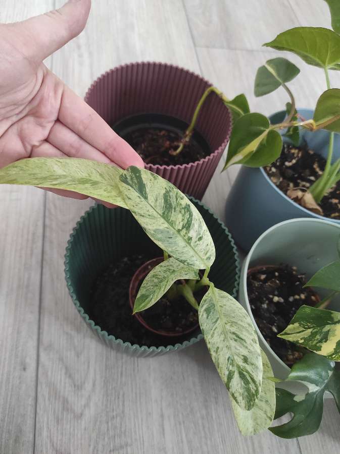 Zestaw roślin tanio + gratis 3