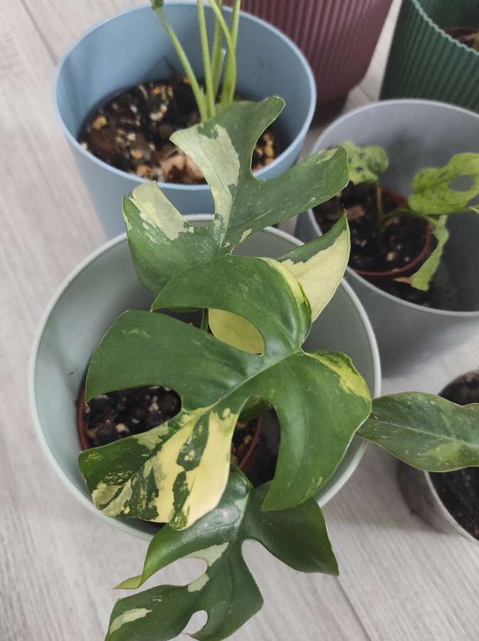 Zestaw roślin tanio + gratis 4