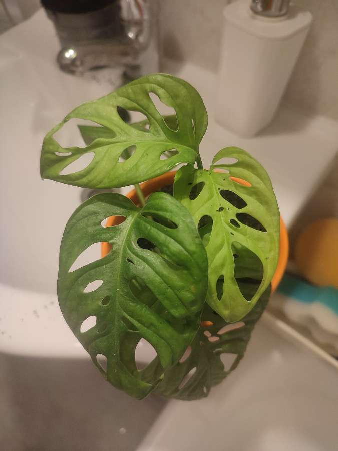 Monstera 2