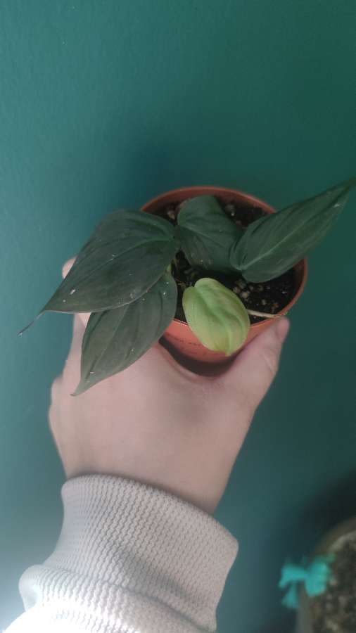 Philodendron scandens 'Micans' 3