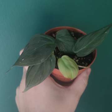 Philodendron scandens 'Micans'